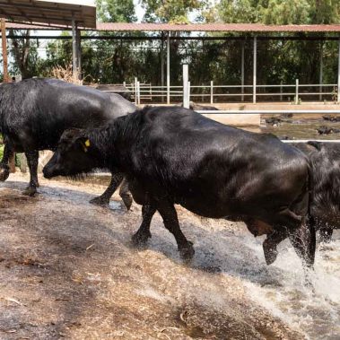 AZIENDA-AGRICOLA-CIRCE-gallery-68