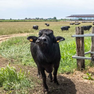 AZIENDA-AGRICOLA-CIRCE-gallery-69