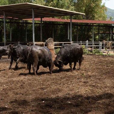 AZIENDA-AGRICOLA-CIRCE-gallery-72