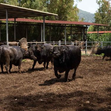 AZIENDA-AGRICOLA-CIRCE-gallery-73