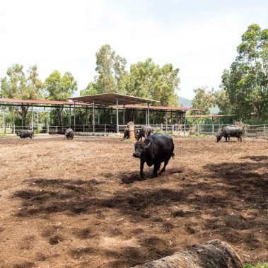 AZIENDA-AGRICOLA-CIRCE-gallery-74