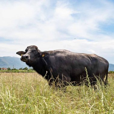 AZIENDA-AGRICOLA-CIRCE-gallery-78