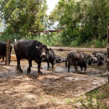 AZIENDA-AGRICOLA-CIRCE-gallery-79