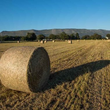 AZIENDA-AGRICOLA-CIRCE-gallery-8