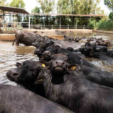 AZIENDA-AGRICOLA-CIRCE-gallery-80