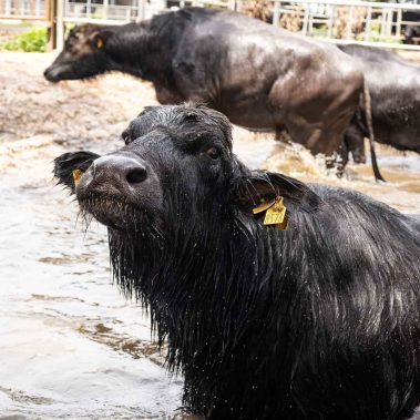 AZIENDA-AGRICOLA-CIRCE-gallery-81