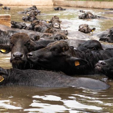 AZIENDA-AGRICOLA-CIRCE-gallery-84