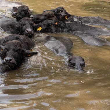 AZIENDA-AGRICOLA-CIRCE-gallery-85