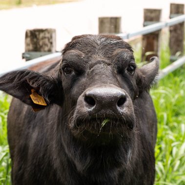 AZIENDA-AGRICOLA-CIRCE-gallery-87