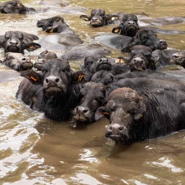 AZIENDA-AGRICOLA-CIRCE-gallery-88