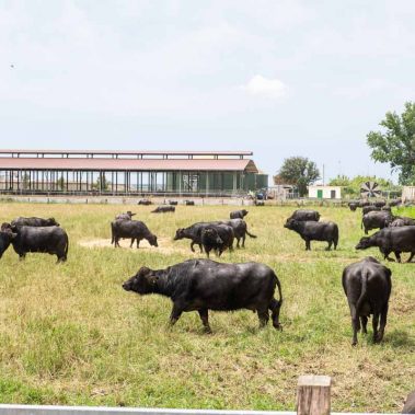 AZIENDA-AGRICOLA-CIRCE-gallery-89