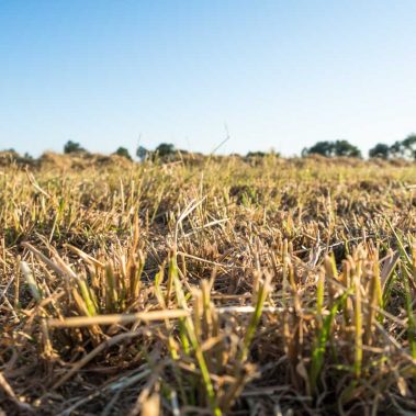 AZIENDA-AGRICOLA-CIRCE-gallery-9