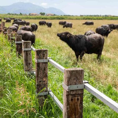 AZIENDA-AGRICOLA-CIRCE-gallery-90