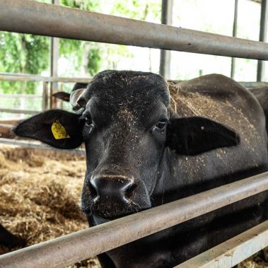 AZIENDA-AGRICOLA-CIRCE-gallery-93