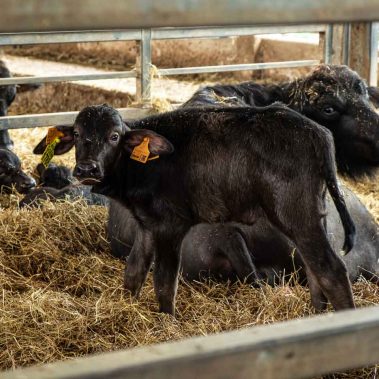 AZIENDA-AGRICOLA-CIRCE-gallery-94