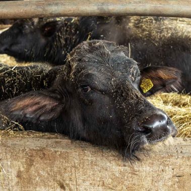 AZIENDA-AGRICOLA-CIRCE-gallery-96