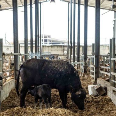 AZIENDA-AGRICOLA-CIRCE-gallery-99