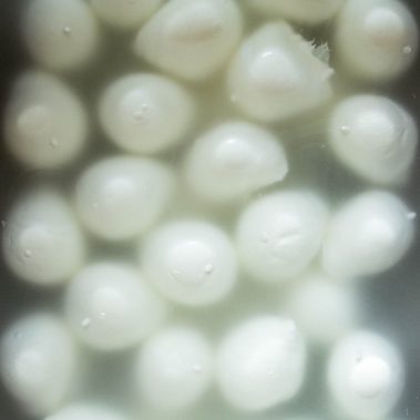 AGRICOLA-CIRCE-gallery